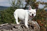 BOULEDOGUE FRANCAIS 702